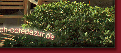 Altstadt Cannes mit Blick aufs Meer von Notre Dame de l´Esperance, Bild 6 von 6