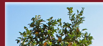 Cannes Orangenbaum und im Hintergrund der alte Kirchturm von Cannes, Bild 1 von 6