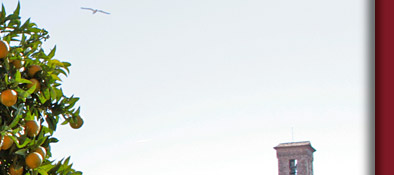 Cannes Orangenbaum und im Hintergrund der alte Kirchturm von Cannes, Bild 4 von 6