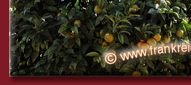 Cannes Orangenbaum und im Hintergrund der alte Kirchturm von Cannes, Bild 5 von 6