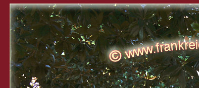 Cannes hat eine üppige Vegetation und viele Plätze zum Verweilen, Bild 1 von 6