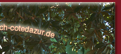 Cannes hat eine üppige Vegetation und viele Plätze zum Verweilen, Bild 2 von 6