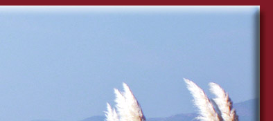 Grimaud, Blick aus der Ferne auf Grimaud mit der Burgruine an der Cote d' Azur, Bild 2 von 6