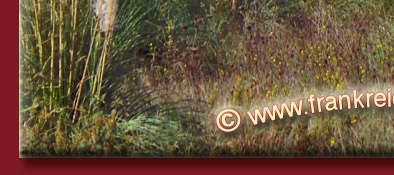 Grimaud, Blick aus der Ferne auf Grimaud mit der Burgruine an der Cote d' Azur, Bild 5 von 6