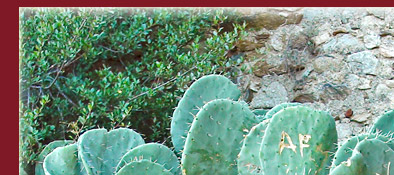 Grimaud, Kakteen mit Verewigungen von Verliebten an der Burgruine, Cote d' Azur, Bild 1 von 6