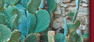 Grimaud, Kakteen mit Verewigungen von Verliebten an der Burgruine, Cote d' Azur, Bild 4 von 6