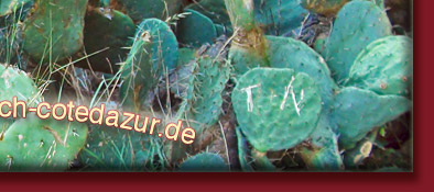 Grimaud, Kakteen mit Verewigungen von Verliebten an der Burgruine, Cote d' Azur, Bild 6 von 6