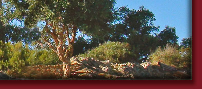 Grimaud, gemütliches Verweilen an der Mühle in der Sonne von Südfrankreich, Bild 1 von 6