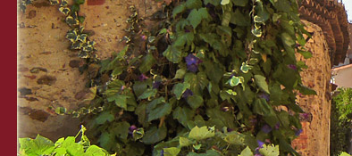 Grimaud, enge Gässchen, vielfältige provenzalische Blütenpracht an der Cote d' Azur, Bild 3 von 6