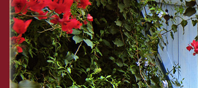 romantisches Häuschen mit hübscher Pflanzendekoration in Grimaud am Mittelmeer, Bild 3 von 6