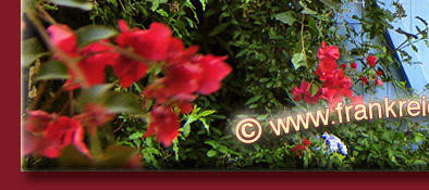 romantisches Häuschen mit hübscher Pflanzendekoration in Grimaud am Mittelmeer, Bild 5 von 6