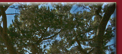 Blick vom Palastfelsen des Fürstentums Monaco an der Cote d' Azur, Bild 2 von 6