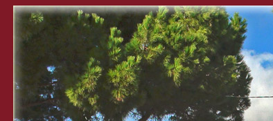 Blick auf Monte Carlo  in Monaco von der Altstadt Monaco-Ville, Bild 1 von 6