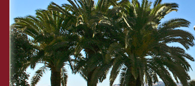 Nizza Promenade des Anglais unterhalb des Schlossberges, Bild 3 von 6