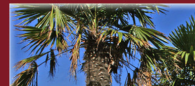 Sainte-Maxime ein blühender Garten in Südfrankreich an der Cote d' Azur, Bild 1 von 6