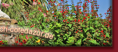 Sainte-Maxime ein blühender Garten in Südfrankreich an der Cote d' Azur, Bild 6 von 6