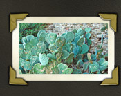 Grimaud, Kakteen mit Verewigungen von Verliebten an der Burgruine, Cote d' Azur